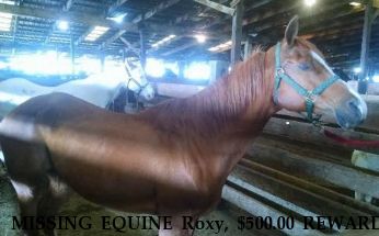 MISSING EQUINE Roxy, $500.00 REWARD  Near Sheridan, OR, 97378